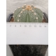 Astrophytum hibrido seleccion rf. 280124 3