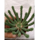 Euphorbia inermis rf. 280124 2