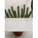 Euphorbia inermis rf. 280124 3