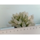 Haworthia cooperi filifera variegata rf. 040224 2