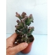 Cereus spegazzinii rf. 090224 2
