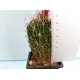 Echinofossulocactus sp. m-7x7 rf. 220224 3