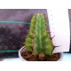 Euphorbia grandialata m-13 rf. 250224 2