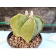 Astrophytum myriostigma cuatri. nudum m-8.5 rf. 030324 2