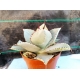 Agave "Dragon Toes" m-13 rf. 030324