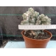Euphorbia lactea variegada crestada m-13 rf. 190324 2