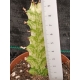 Euphorbia trigona mint cream m-8.5 rf. 190324 2