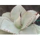 Agave "Dragon Toes" m-13 rf. 230324