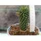 Euphorbia Sotetsu-kirin m-13 rf. 070424 2