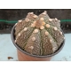 Astrophytum asterias hibrido - 7 m-8.5 rf. 070424 2