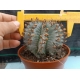 Euphorbia horrida "snowflake" m-13 rf. 270424 2