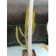Euphorbia debilispina m- 7x7 rf. 270424 2