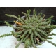 Euphorbia Gorgonis m-13 rf. 270424 2