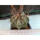 Astrophytum capricorne m-7x7 rf. 160624 2