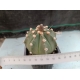 Astrophytum hibrido m- 7x7 rf. 160624 2