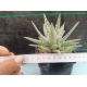 Aloe hibrido Diego m- 9x9 rf. 160624 2