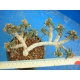 Euphorbia cylindrifolia v. tuberifera 2