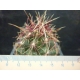 Thelocactus texensis bicolor rf. 140122 2