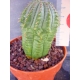 Euphorbia obesa hibrida rf. 130222 2