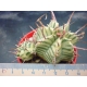 Euphorbia meloformis variegada rf. 250222 3