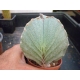 Astrophytum myriostigma tricostatum rf. 030422 3