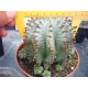Euphorbia horrida "snowflake" m-13  rf. 110622 2