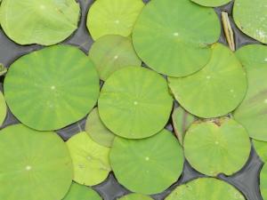 El estanque en el jardín II