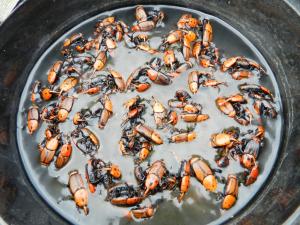 El PICUDO ROJO de las palmeras